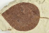 Paleocene Fossil Leaf - Montana #201318-1